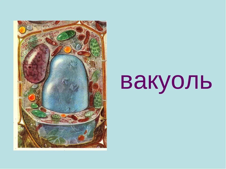 Крупная вакуоль растительной. Вакуоль растительной клетки биология. Клетках раститеная вакуоли. Центральная вакуоль растительной клетки.