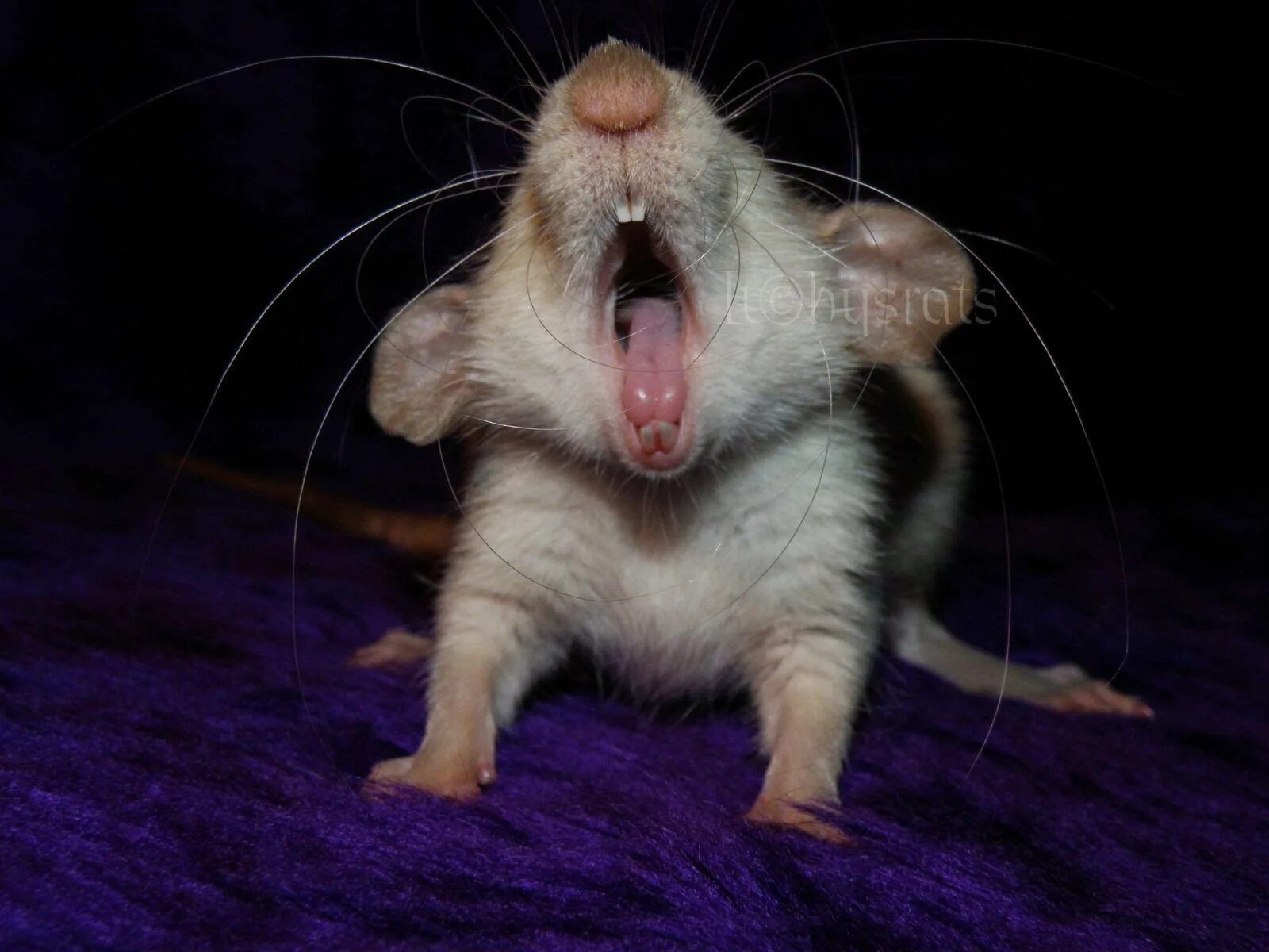 Крик крысы. Мышь зевает. Смешная мышь. Смешные мышки.