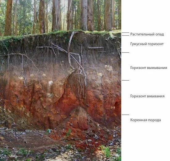Подзолистые почвы образуются в тайге. Тайга климат почва. 2 почвы в тайге. Почвы тайги. Почвы тайги в россии.