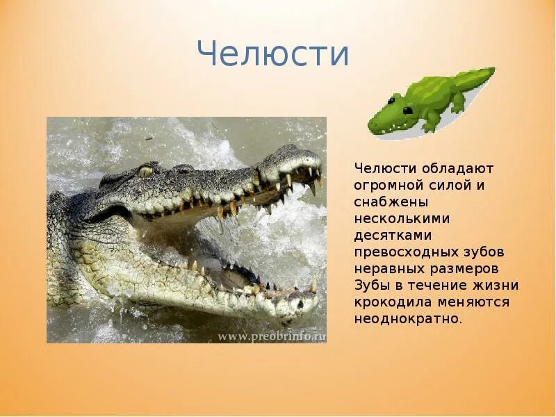 Рептилии 3 класс. Крокодилы презентация. Крокодил презентация для детей. Крокодил презентация для дошкольников. Презентация про крокодилов.