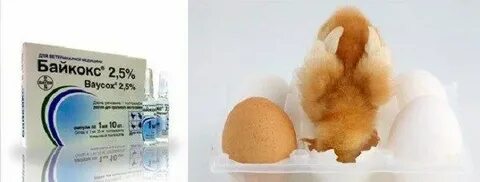 Чем пропоить кур осенью