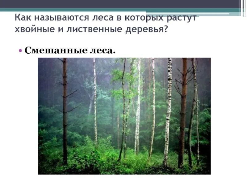 Как называется лес в котором растут. Леса которые называют смешанными. Смешанный лес это лес в котором растут. Почему лес называют сообществом. Рассказ почему лес называют сообществом