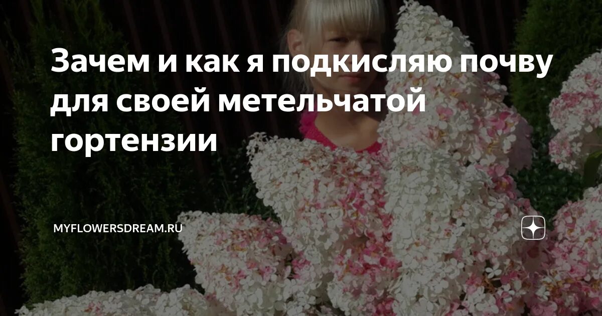 Как сделать кислую почву для гортензии. Подкислила метельчатые гортензии. Кислотность почвы для гортензии метельчатой. Кислотность для гортензии метельчатой. Янтарная кислота для гортензии метельчатой.