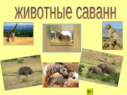 Какие животные живут рядом с сумкой
