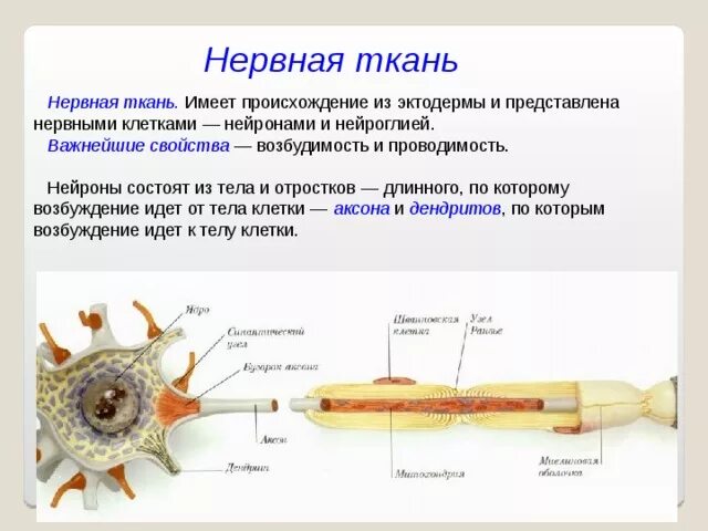 Нервная свойства сократимость. Проводимость нервной ткани. Нервная ткань ткань. Свойства нервной ткани возбудимость и проводимость. Какими свойствами обладает нервная ткань.