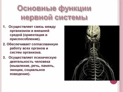 Исследования нервной системы человека
