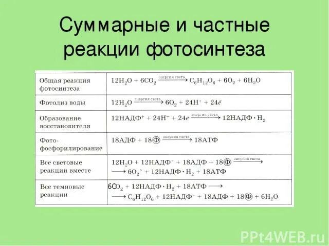 Суммарные уравнения и частные реакции фотосинтеза. Уравнение процесса фотосинтеза. Реакция фотосинтеза. Фазы фотосинтеза таблица. Таблица реакции фотосинтеза