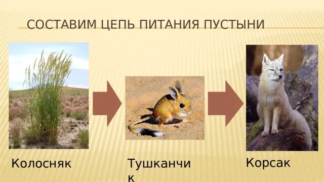 Схема питания в пустыне 4 класс Схема питания арктической пустыни