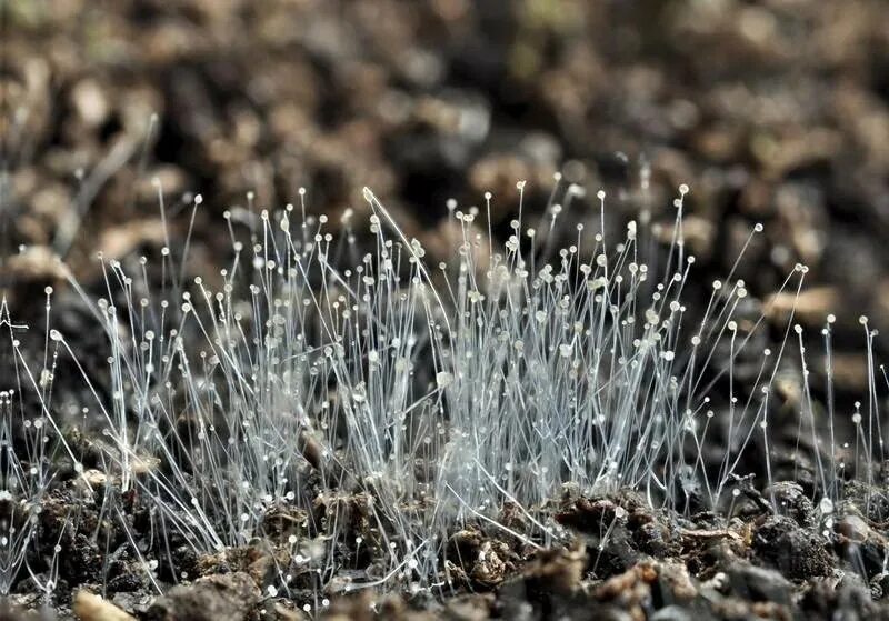 Mucor racemosus. Плесневый мукор. Mucor sinensis. Mucor racemosus. Гриба мукора под микроскопом.