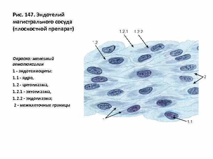 Эндотелий сосудов гистология. Однослойный эпителий гистология. Перициты капилляров препарат гистология. Кровеносный капилляр гистология. Перициты гистология.