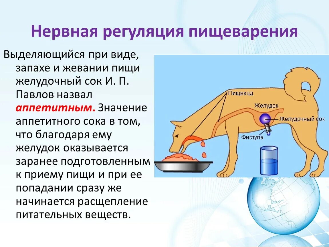 Нервная регуляция пищеварения 8 класс биология. Гуморальная регуляция пищеварения схема. Регуляция пищеварения 8 класс биология. Опыт Павлова регуляция пищеварения.