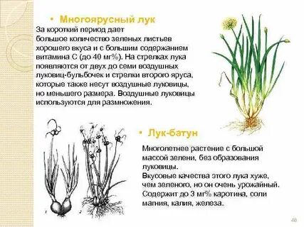 Лук семена размножение