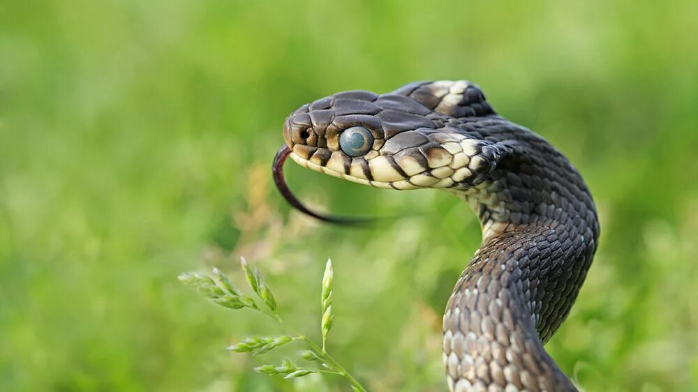 Grass snake. Обыкновенный уж. Уж обыкновенный большой. Уж змея. Безобидный уж.