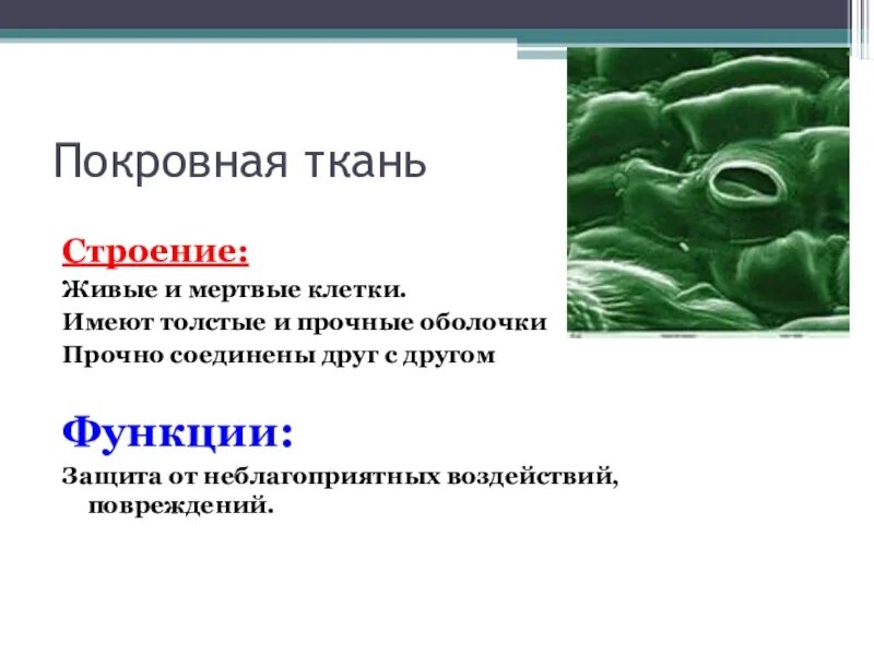 Образована живыми или мертвыми клетками. Покровная ткань мертвые клетки. Особенности строения клеток покровной ткани. Строение покровной ткани растений. Покровная ткань строение и функции.