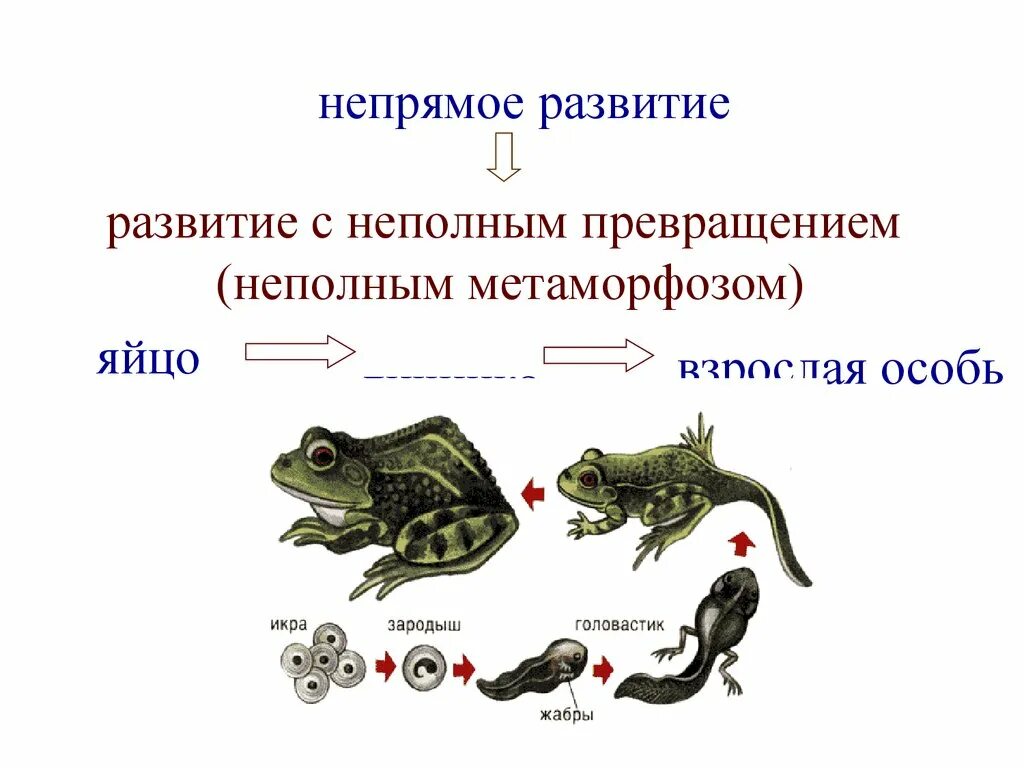 Рост и развитие животных 6. Типы онтогенеза у животных. Этапы онтогенеза животных. Типы онтогенеза в биологии. Схема онтогенеза животных.