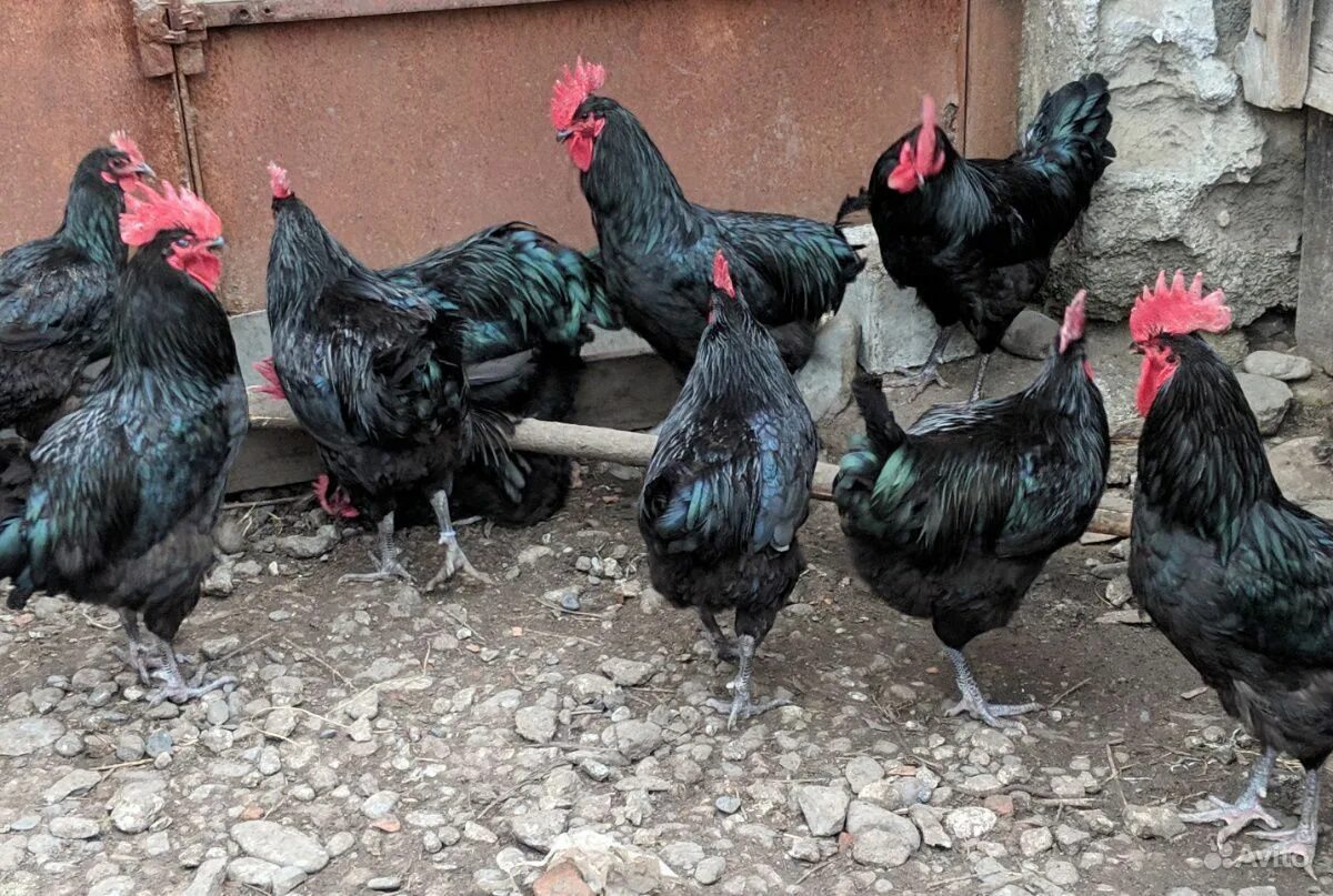 Куры австралорп черный. Куры австралорп черно пестрый. Австралорп. Австралорп куры. Австралорп голубой окаймленный.