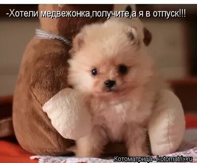 Хочу медвежонка