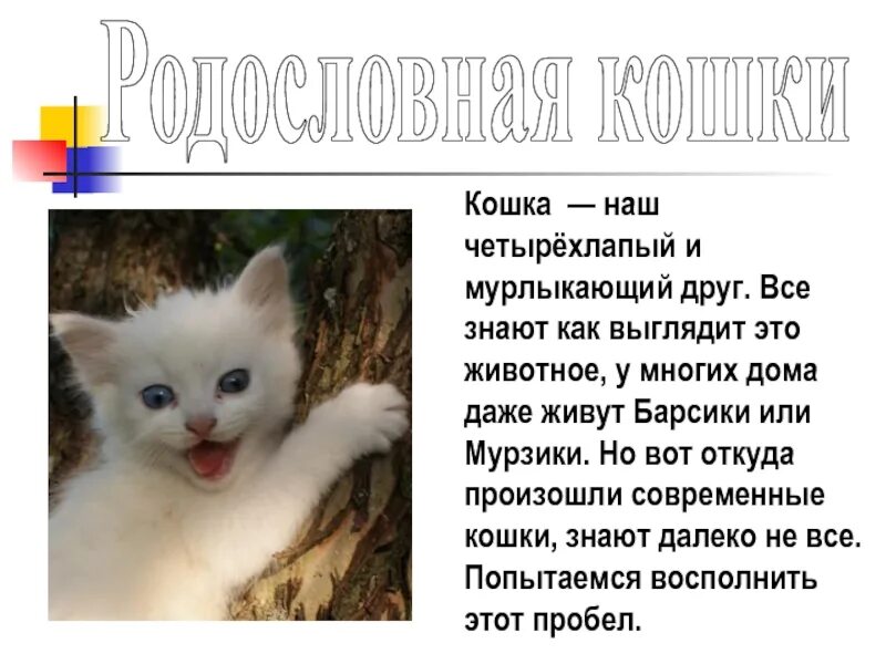 Песню называется кошка. Кот с мудрым взглядом. Как зовут нашу кошку. Стих про кошку для детей. Отчего кошку назвали кошкой маршак.