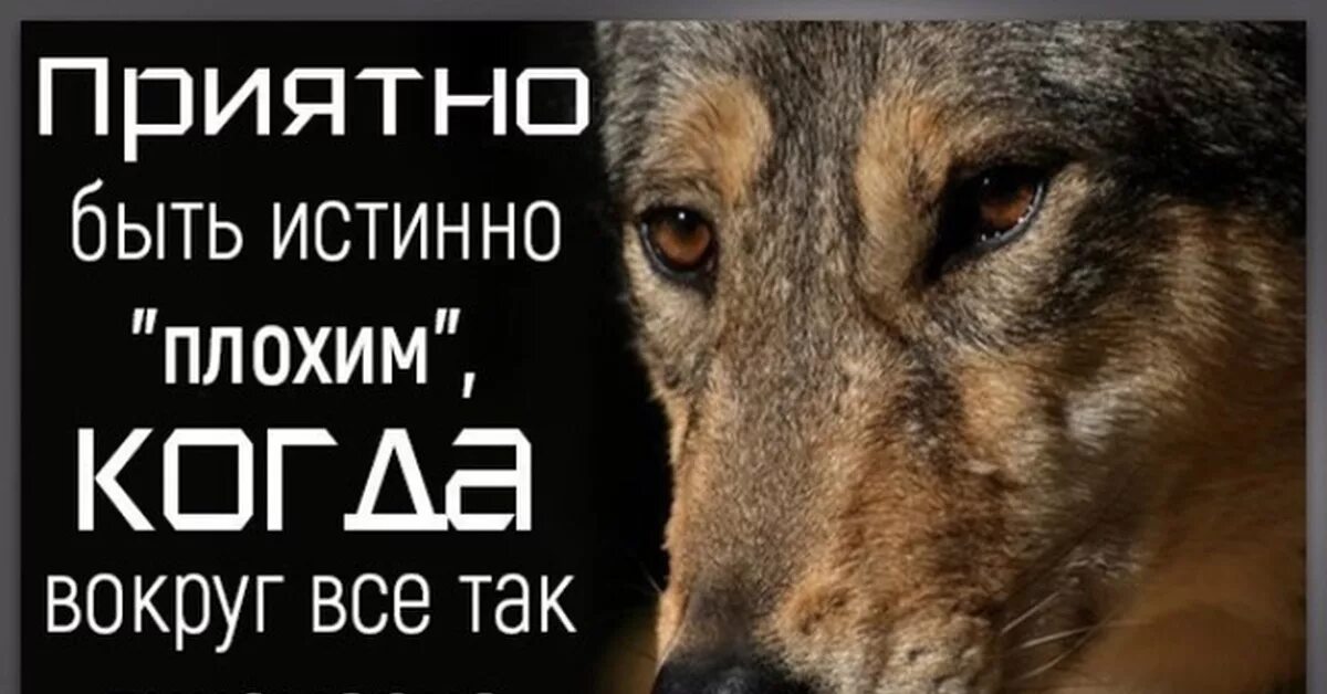 Трудно быть добрым когда вокруг все хитрые картинки. Трудно быть добрым когда все хитрые. Приятно быть истинно плохим когда вокруг все. Лицемер. Как трудно быть истинно благодарным