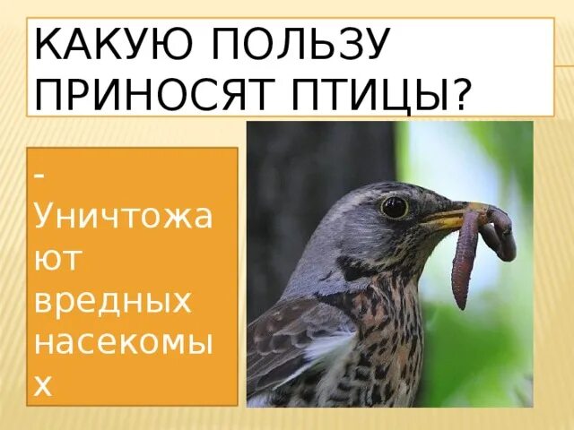 Какую пользу приносят птицы. Какую пользу приносят птицы птицы. Сообщение какую пользу приносят птицы. Какую пользу / вред приносят птицы. Польза приносимая птицами