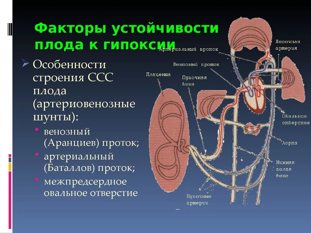 Экстренная гипоксия. Факторы устойчивости плода к гипоксии. Кислородное голодание плода. Венозный аранциев проток.