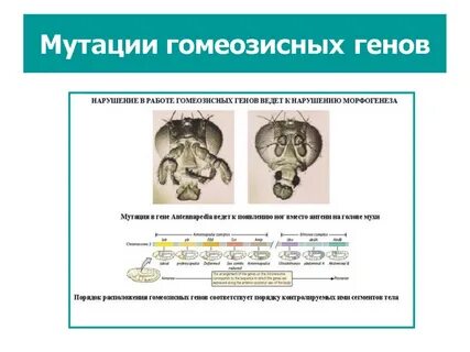 Биологическая роль генов