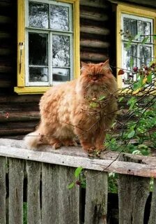 Кошки опасные для жизни сельский