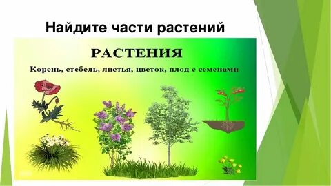 Общий вид растения это