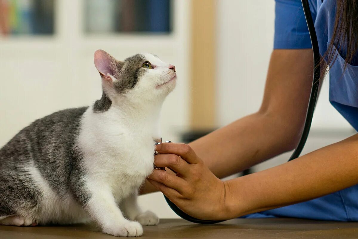 Сердцебиение у котят