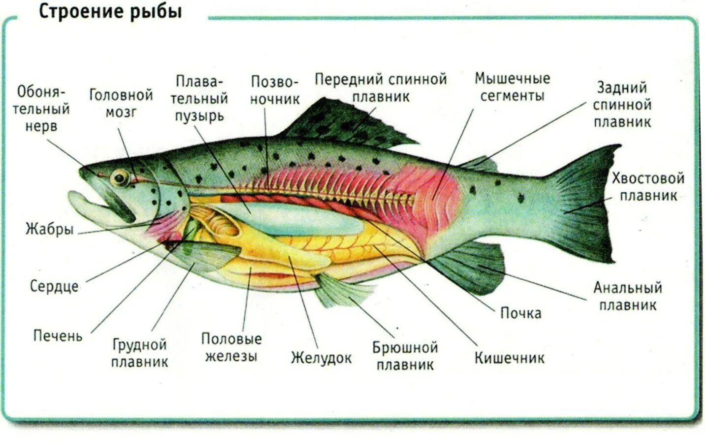 Рыба урок биология. Внутреннее строение рыбы схема. Внутреннее строение горбуши схема. Строение рыбы скумбрия. Внутренне строение лосося.