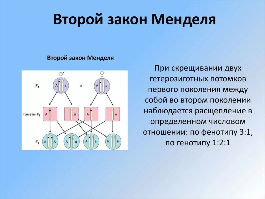 При скрещивании гибридов первого поколения между собой. 2. Второй закон г. Менделя.. 2 Закон Менделя закон чистоты гамет. Формулировка закона расщепления г.Менделя 2-й. 2 Закон Менделя закон расщепления.