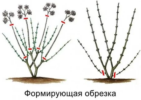 Когда обрезать гортензию весной в каком месяце