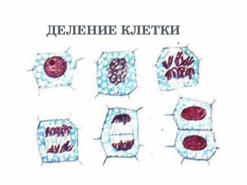 Способ деления ядер клеток. Фазы деления эукариотической клетки. эукариотическая клетка деление. деление ядра эукариотической клетки. рисунок карандашом деление клетки.
