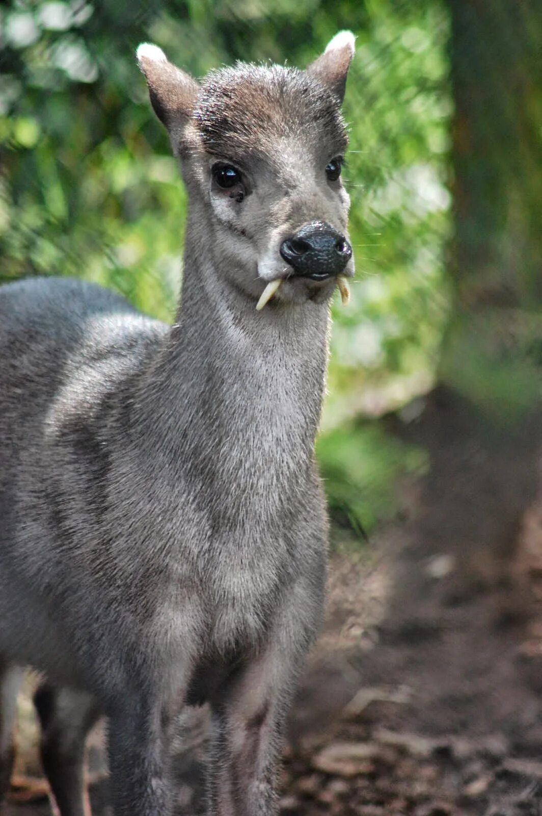 Маленький олень с клыками. Саблезубый олень кабарга. Мунтжаки кабарга. Саблезубый олень мунтжак. Сибирская кабарга.