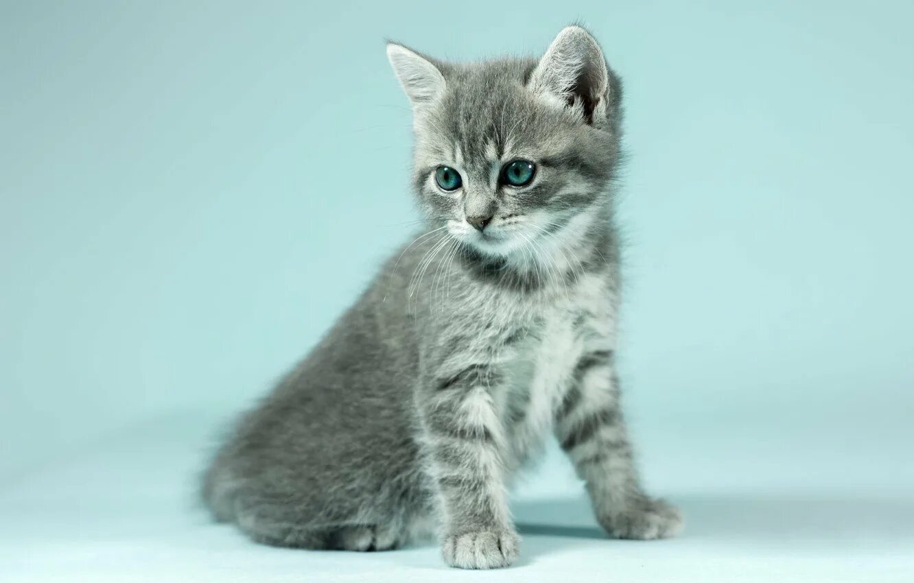 Серый пушистый котенок. Покажи сереньких котят. Британец дымчатый полосатый котенок. Серенький котенок. Британец серенький котенок.