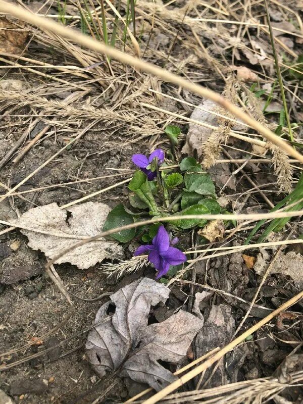 На заднем дворе расцвели фиалки 23. На заднем дворе расцвели фиалки 23. На заднем дворе расцвели фиалки 23. На заднем дворе расцвели фиалки 23. На заднем дворе расцвели фиалки 23.