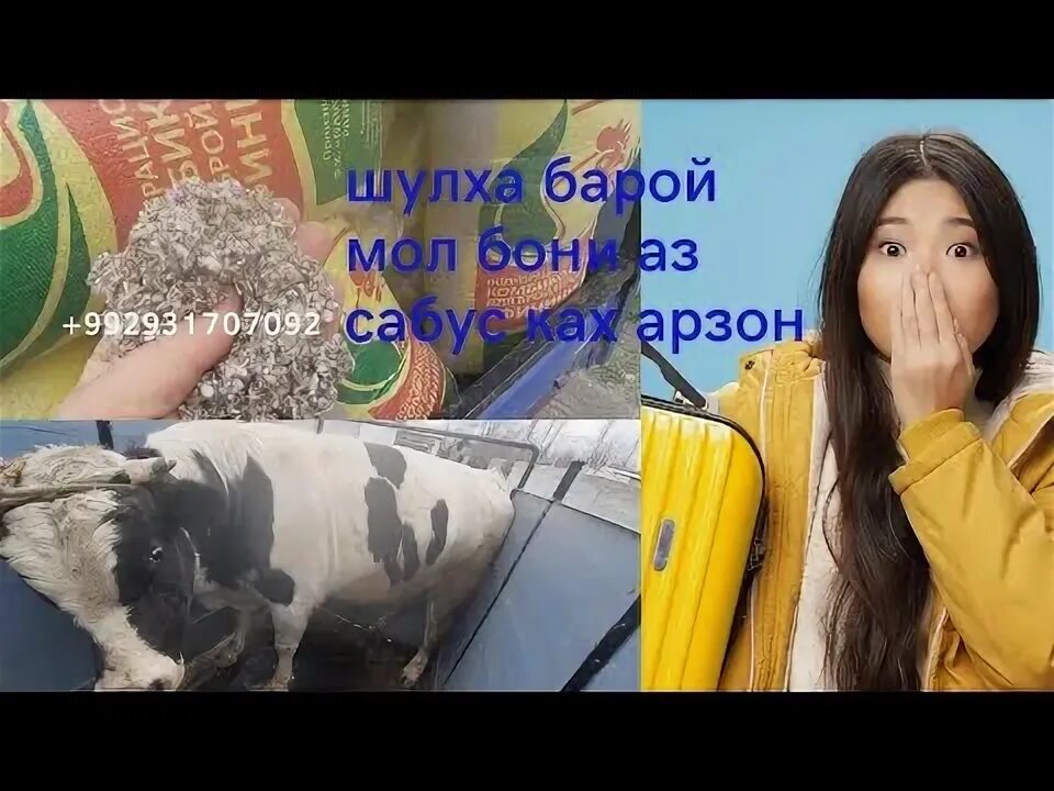Шулха уссурийске. Шулха. самариски шулха. алафи шулха. шулха туруш.