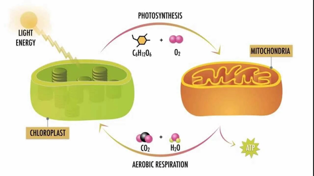 Митохондрия процесс огэ. Photosynthesis and respiration. cell respiration. фотосинтез в митохондриях. пурпурные бактерии фотосинтез.