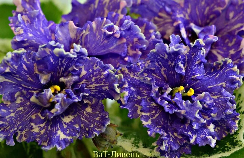 фиалка лф волшебница. фиалка ле сиреневый дождь. сенполия арлекин. фиалка ливень. фиалка ват дискотека.