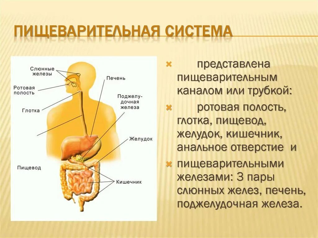 Органы участвующие в пищеварении человека. Система органов пищеварения человека биология 8 класс. Строение пищеварительной системы человека 8 класс биология. Строение и функции пищеварительной системы человека биология 8 класс. Функции пищеварительной системы 8 класс.