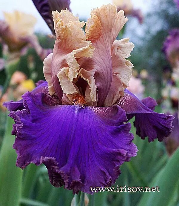 ирис бородатый виннер сёкл. ирис sassy tart. ирис бородатый марун капе. ирис бородатый модный дизайнер. ирис aces wild.
