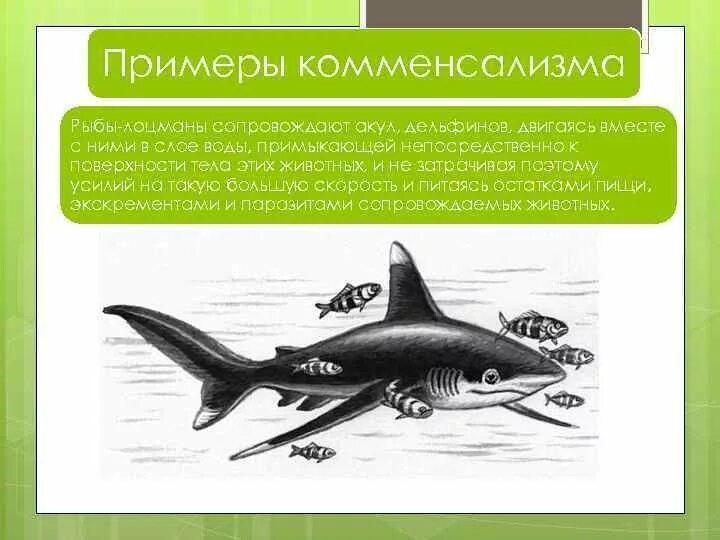 Взаимоотношения акулы и рыбы прилипалы