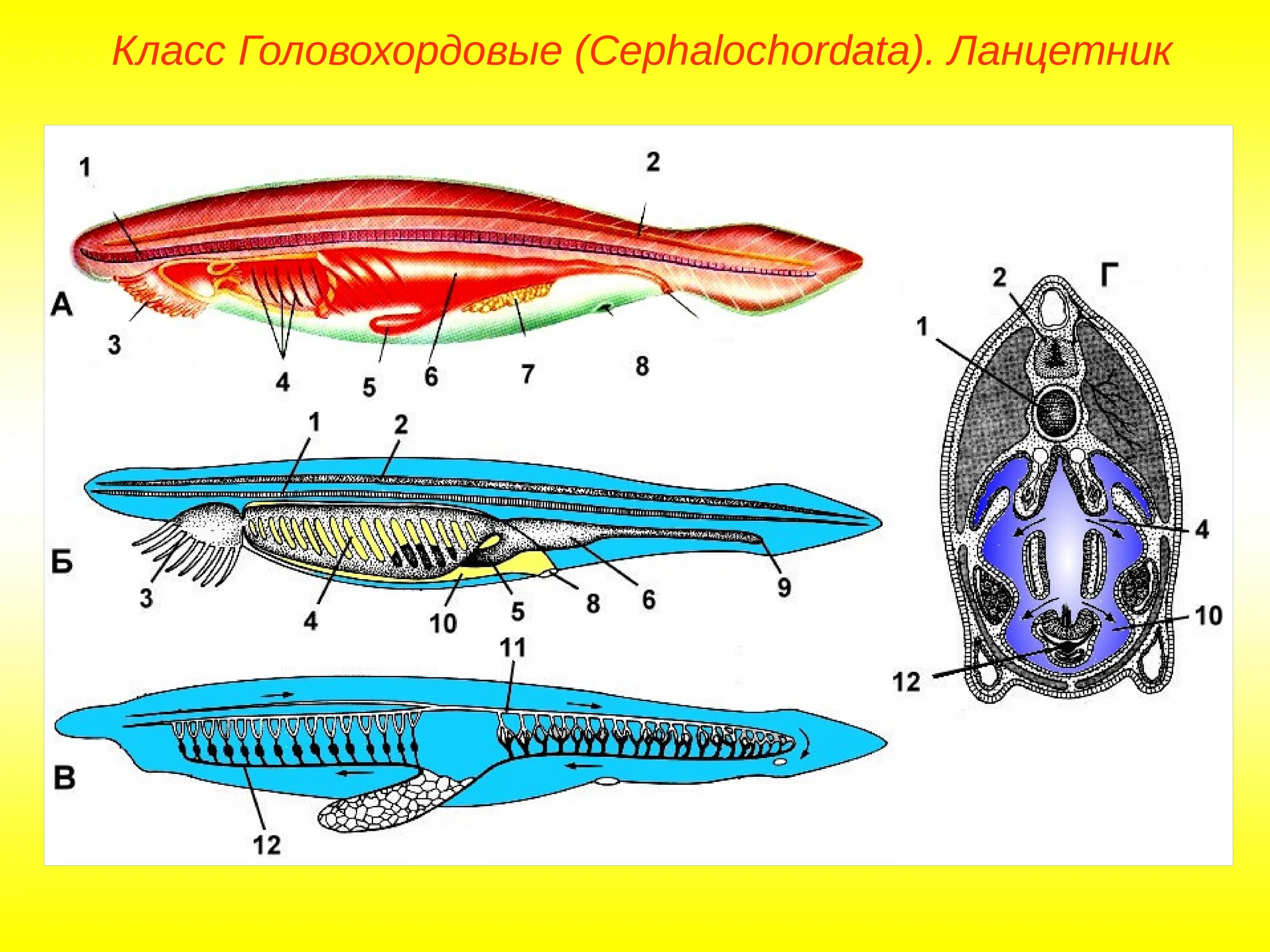 Симметрии хордовых животных