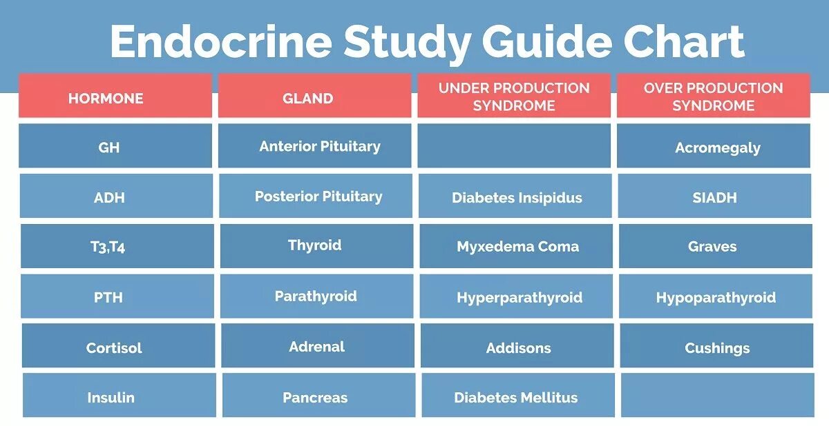Chart guide. Study guide. endocrine. ati pharmacology study guide. diabetes insipidus pharmacology.