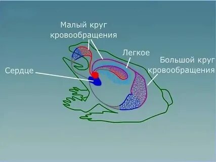 У птиц один круг кровообращения