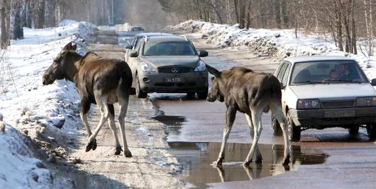 Дикие животные на дороге. Дорога зверя.