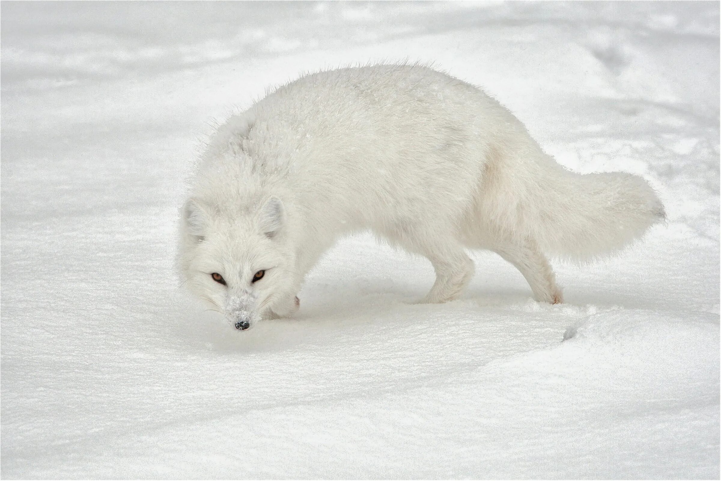 Хищные животные тундры. Песец в сибири. Северный пушной зверь. Шпицберген полярная лиса. Северный пушной зверь.