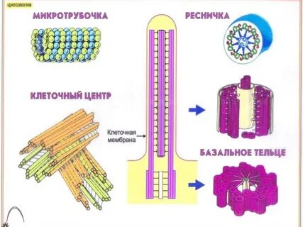 Клеточный центр мембраны