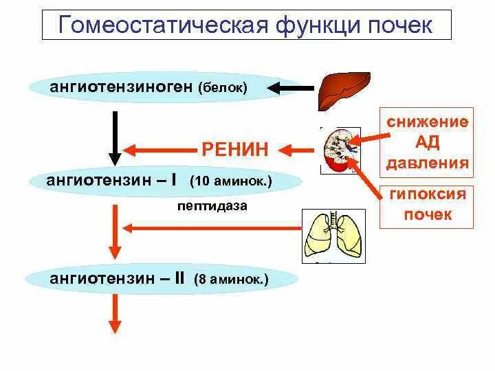 Нервная и гуморальная регуляция почек. Гомеостатическая функция почек схема. Гомеостатическая функция почек физиология. Инкреторная функция почек. Гомеостатическая функция почек таблица.