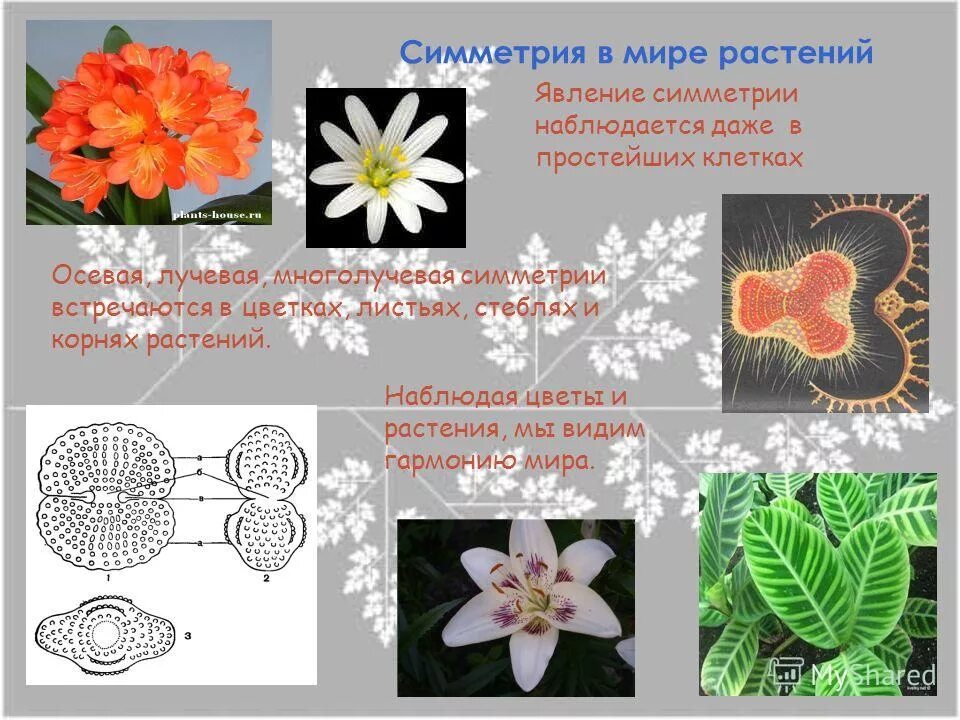 Лучевая симметрия встречается у. Лучевая симметрия характерна для. Лучевая симметрия в природе. Лучевая симметрия характерна для животных. Лучевая симметрия это в биологии.